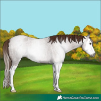 Horse Color:Gray Red Roan Splash Rabicano 