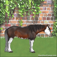 Horse Color:Brown Splash