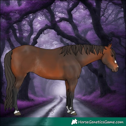 Horse Color:Bay Rabicano 