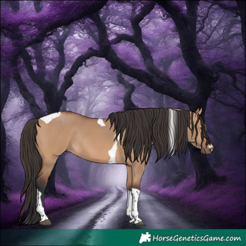 Horse Color:Bay Dun Tobiano Rabicano 
