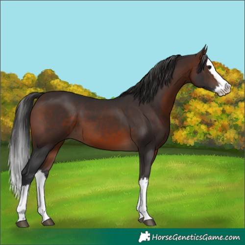 Horse Color:Brown Splash