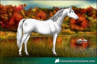 Horse Color:Gray Brown Splash 