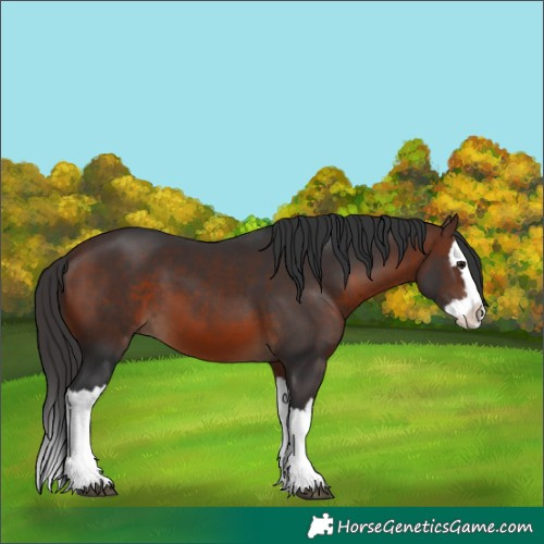 Horse Color:Brown Splash 