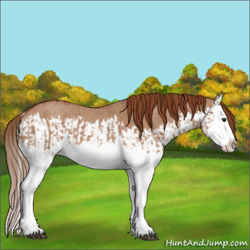 Horse Color:Red Dun Splash  and Red Dun Splash Rabicano 