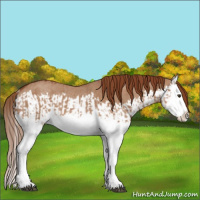 Horse Color:Red Dun Splash  and Red Dun Splash Rabicano 