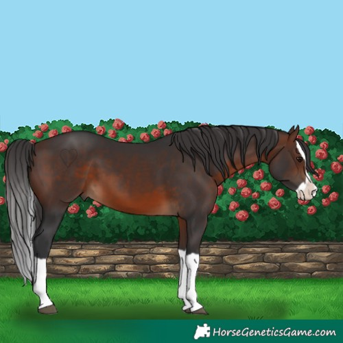 Horse Color:Brown Splash