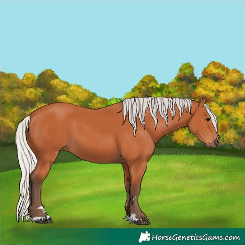 Horse Color:Silver Bay 