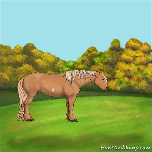 Horse Color:Chestnut Frame 