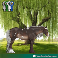Horse Color:White Spotted Silver Brown Splash 