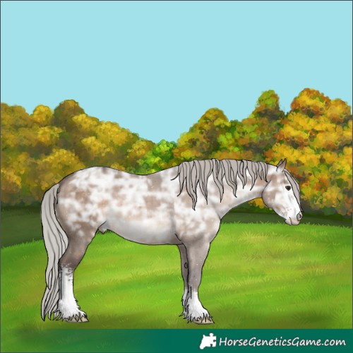 Horse Color:Silver Bay Ice Dun Sabino 