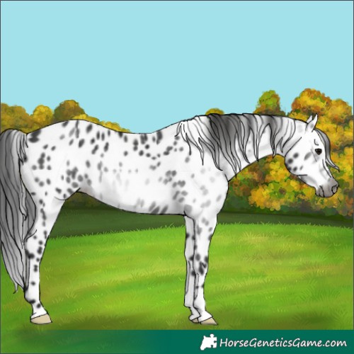 Horse Color:Gray Black Leopard