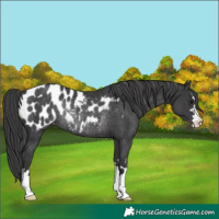 Horse Color:Black Appaloosa Rabicano 