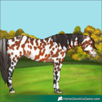 Horse Color:Bay Leopard 