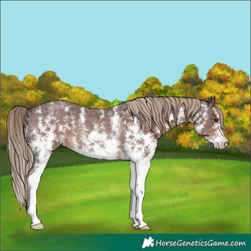 Horse Color:Liver Chestnut Sabino Rabicano