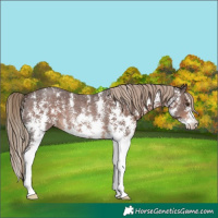 Horse Color:Liver Chestnut Sabino Rabicano 