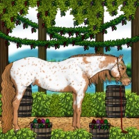 Horse Color:Chestnut Near Leopard 