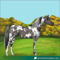 Horse Color:White Spotted Grullo