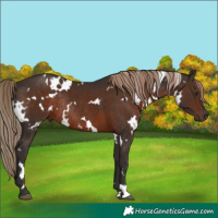 Horse Color:White Spotted Liver Chestnut Rabicano 
