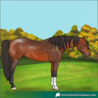 Horse Color:Bay 