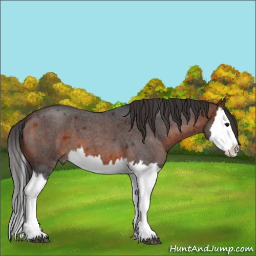 Horse Color:Brown Roan Splash 
