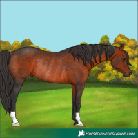 Horse Color:Brown Rabicano 
