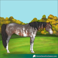 Horse Color:Brown Sabino 