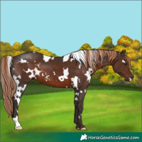Horse Color:White Spotted Liver Chestnut 