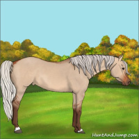 Horse Color:Silver Bay Dun