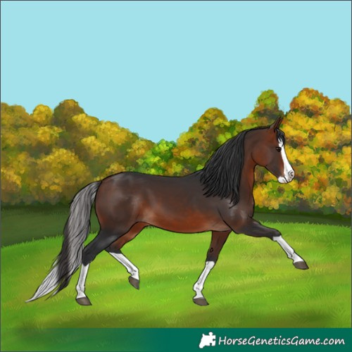 Horse Color:Brown Splash