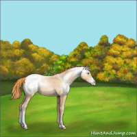 Horse Color:White Spotted Smoky Black Pearl Sabino Appaloosa Rabicano 