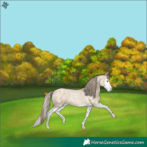 Horse Color:Chocolate Palomino Roan Dun Splash 
