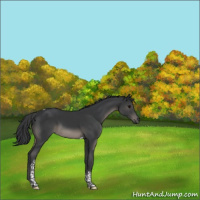 Horse Color:Black Tobiano