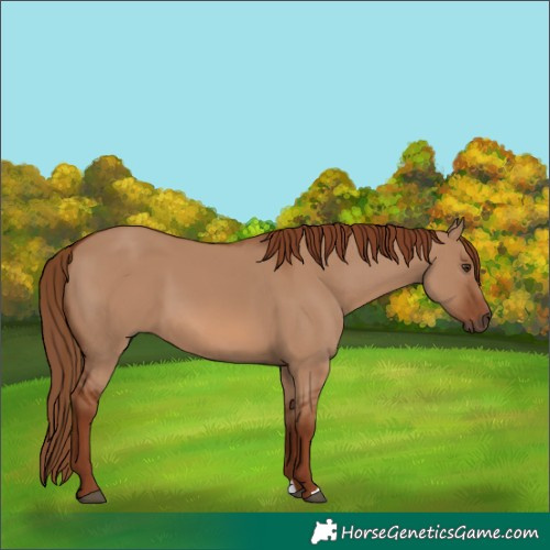 Horse Color:Red Dun