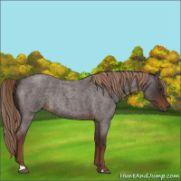 Horse Color:Liver Red Roan Rabicano