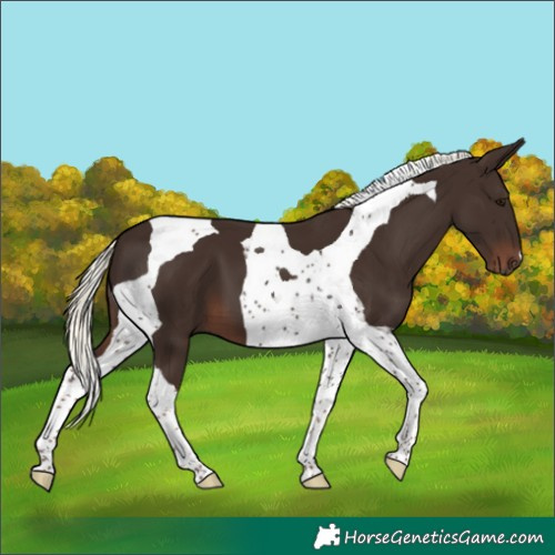 Horse Color:Liver Chestnut Mushroom Tobiano 