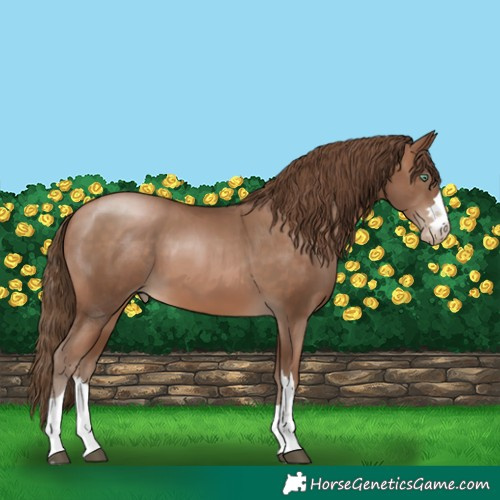 Horse Color:Brown Pearl 