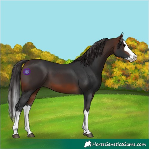 Horse Color:Brown Splash 