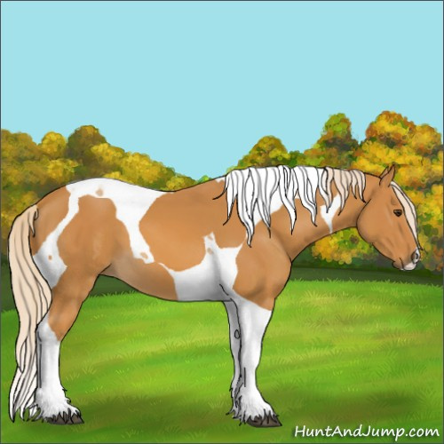 Horse Color:Palomino Tobiano