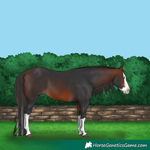 Horse Color:Bay Splash 