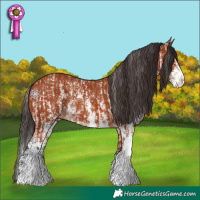 Horse Color:Bay Sabino Rabicano  and Bay Sabino Splash Rabicano 