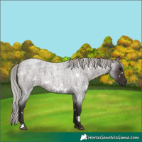 Horse Color:White Spotted Silver Brown Roan 