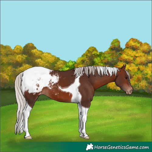 Horse Color:Silver Brown Tobiano Appaloosa 