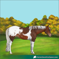 Horse Color:Silver Brown Tobiano Appaloosa 