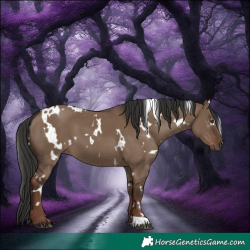 Horse Color:White Spotted Liver Red Dun 