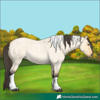 Horse Color:Buckskin Roan Dun Tobiano 