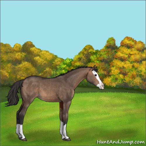 Horse Color:Bay Dun Splash 