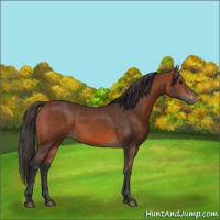 Horse Color:Bay 