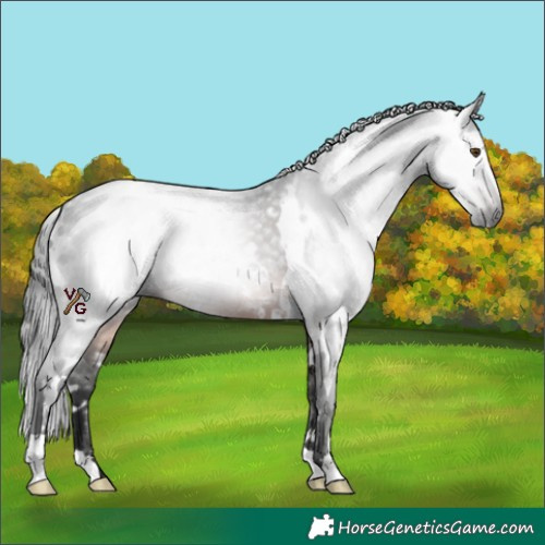 Horse Color:Gray White Spotted Brown 
