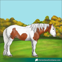 Horse Color:Silver Brown Splash Tobiano 