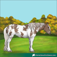 Horse Color:White Spotted Silver Black Tobiano 